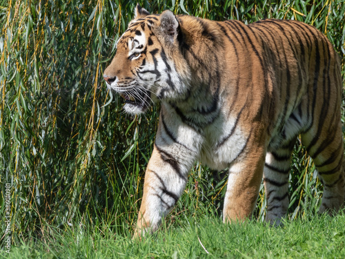 Beautiful Bengal Tiger Standing Near a Large Shrub