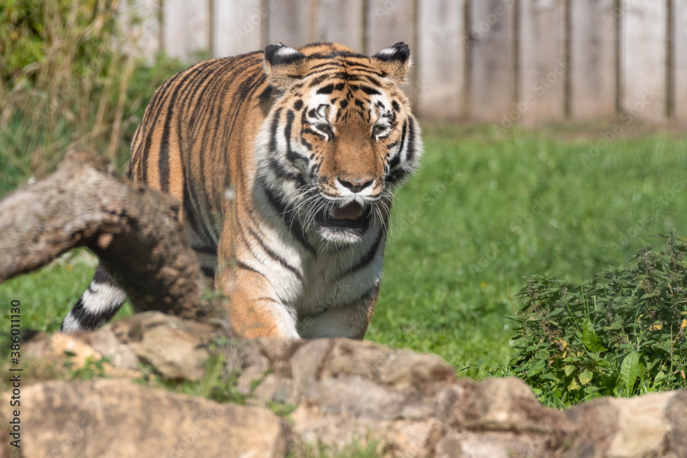 Beautiful Bengal Tiger Walking on Rocky Ground Beautiful Bengal Tiger Walking on Rocky Ground