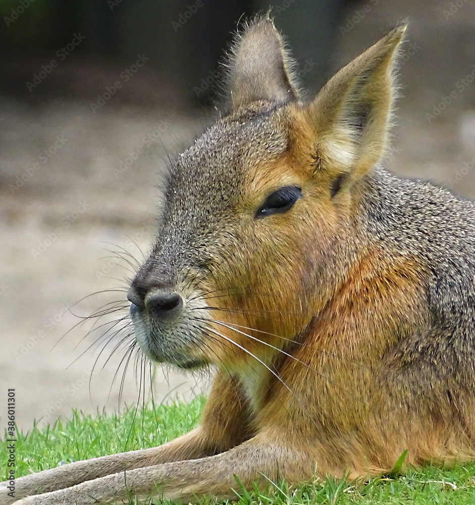 Fototapeta premium squirrel in the park