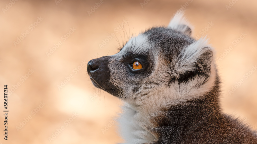 Ring-Tailed Lemur Close Up Portrait