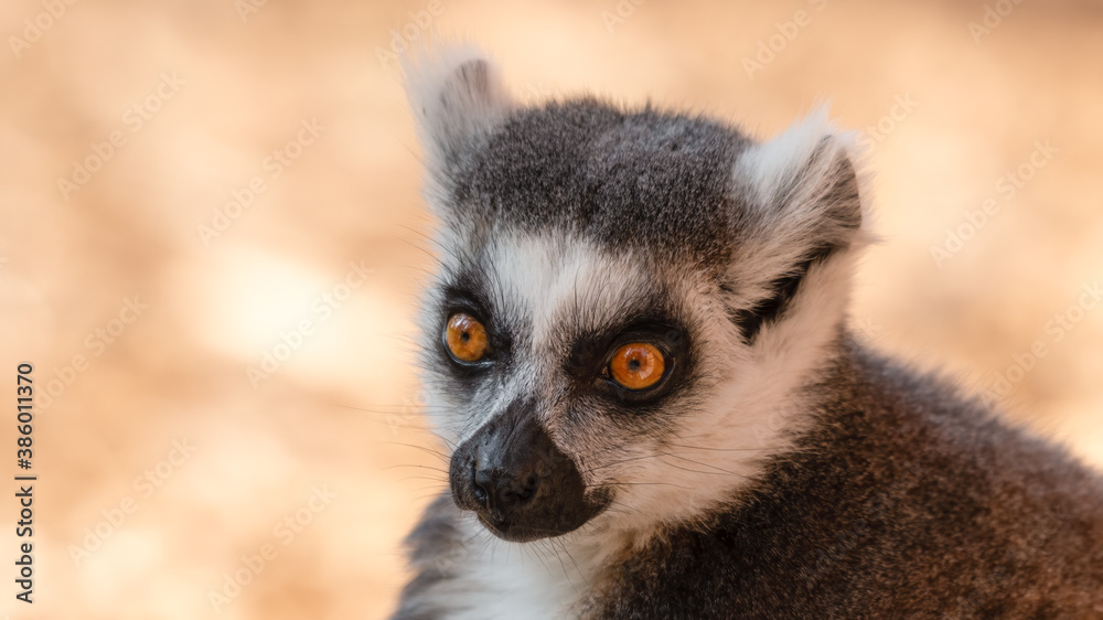 Obraz premium Ring-Tailed Lemur Close Up Portrait