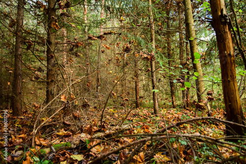 Fototapeta Naklejka Na Ścianę i Meble -  autumn forest