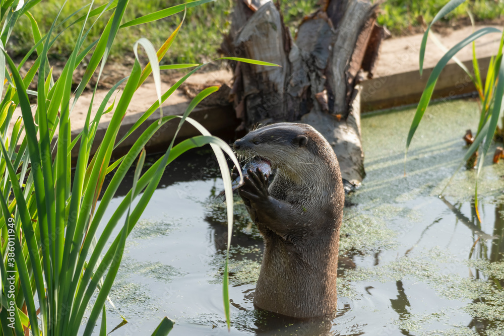 Smooth Coated Otter Eating Fish in Water