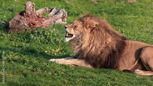 Male Lion Resting on Grass Showing His Teeth