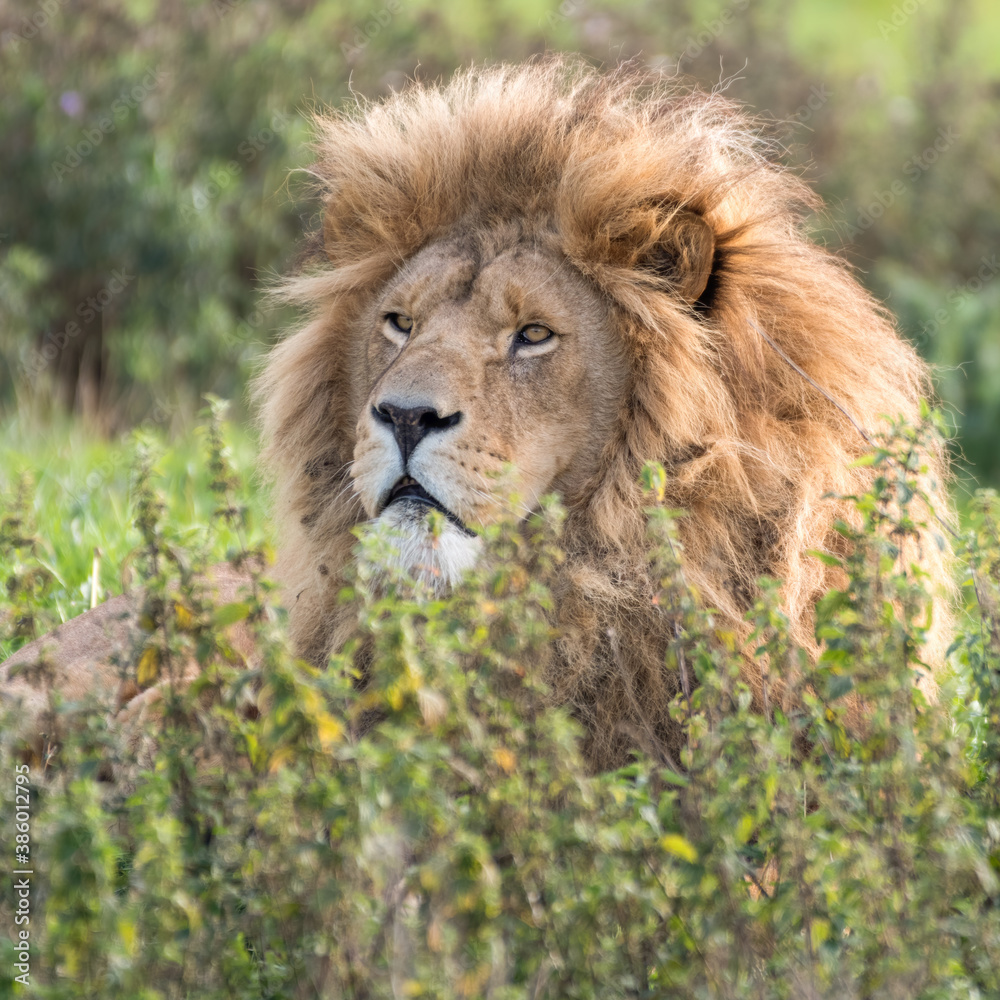 Male Lion Resting in Tall Grass Male Lion Resting in Tall Grass