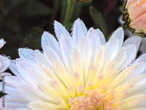 Chrysanthemum Flowers with Dew - 168