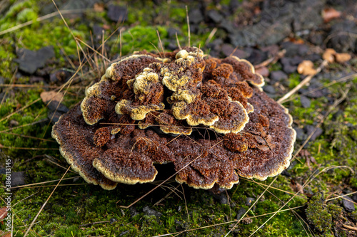 Well lit cap of brown Trametes Versicolor with yellow accent lines, a common polypore mushroom on mossy forest floor. Autumn fall seasonal concept.