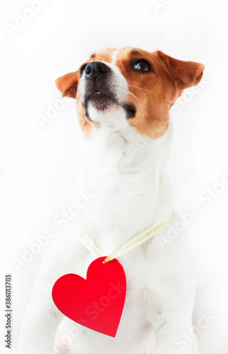 Dog girl Jack Russell looking up with red heart © Zhurkovich Ekaterina
