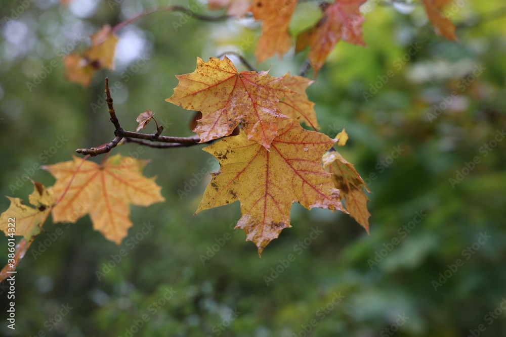 Leaves on a tree in the forest in autumn Leaves on a tree in the forest in autumn