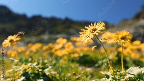 Yellow flowers in mountains landscape 