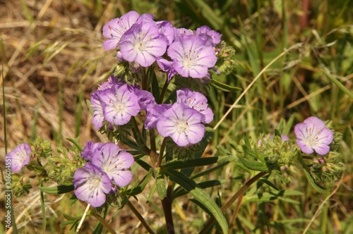 Threadleaf Phacelia (Phacelia linearis) purple wildflower at First Peoples Buffalo Jump State Park, Montana photo