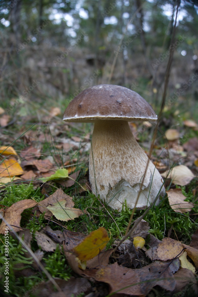 Fototapeta premium Steinpilz im Wald