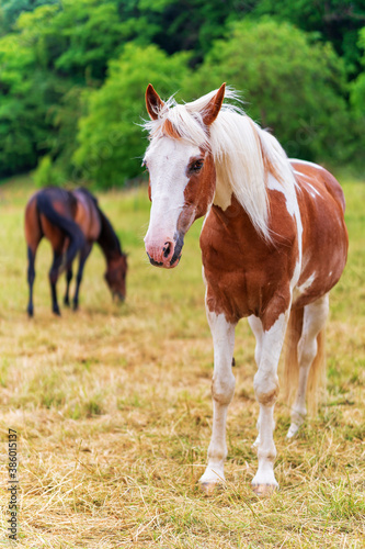 White and brown patched horse with long wild mane standing on a meadow. Another horse is grazing in blurred background. Free range horse breeding. © fotorauschen