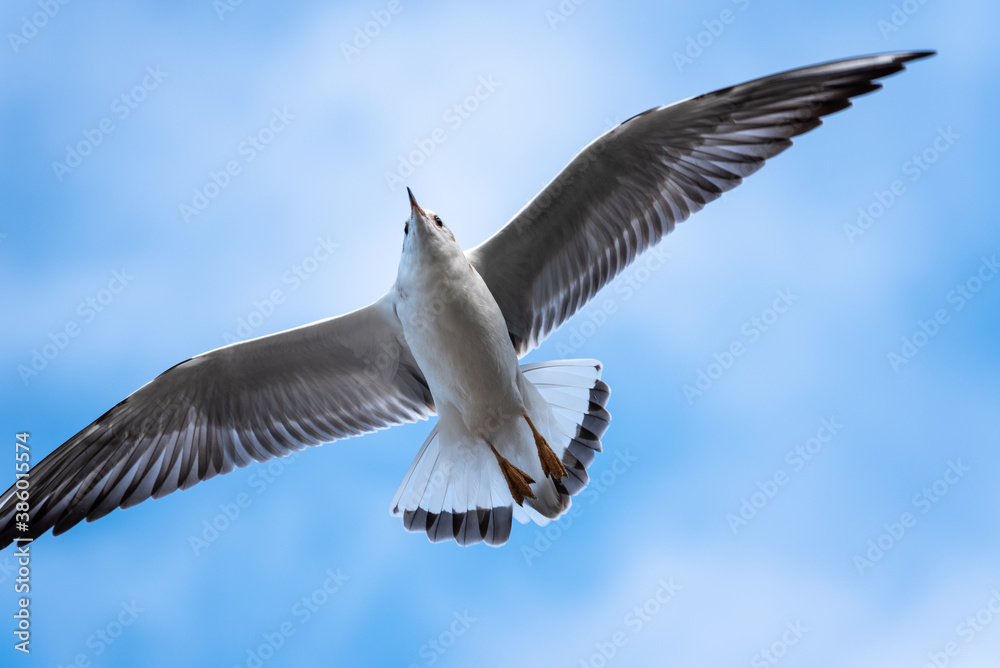 Naklejka premium A Seagull in flight in the blue sky