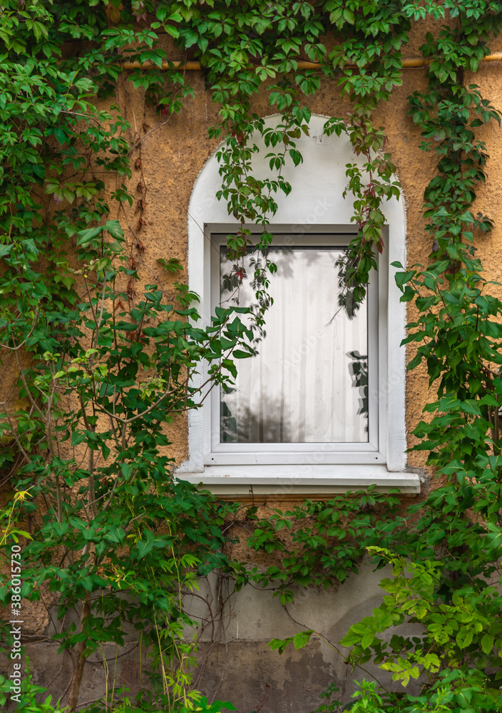 Arched Windows in the greenery of a climbing plant. Arched Windows in the greenery of a climbing plant.