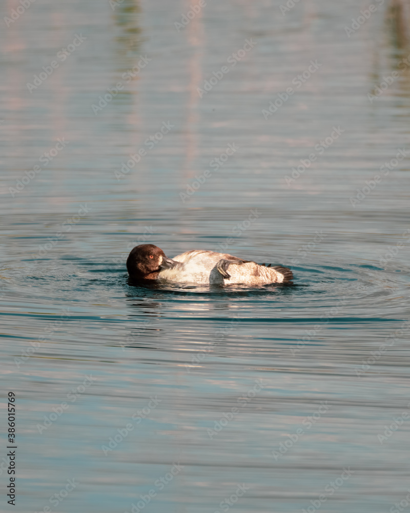 Fototapeta premium Tufted Duck Preening Whilst Floating on Water
