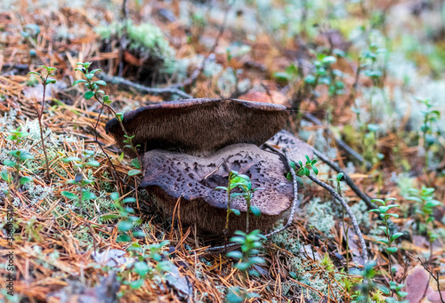Brown inedible mushroom of toadstool in a forest in autumn photo
