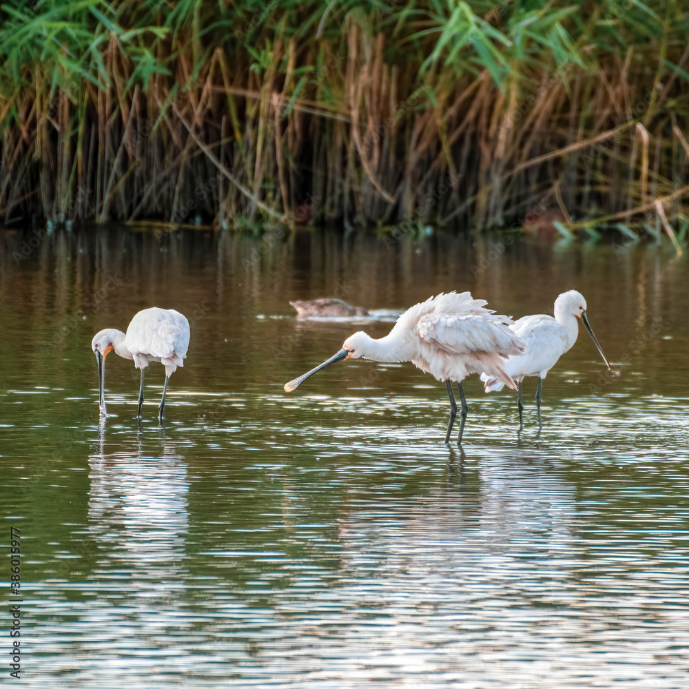 Three Spoonbills Wading in Shallow Water Searching for Fish Three Spoonbills Wading in Shallow Water Searching for Fish