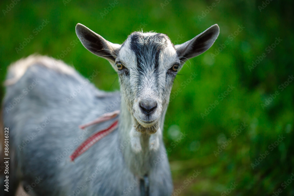 The portrait of funny goat on the background of green field. Beautiful young goat portrait outdoors. Backyard homestead with goats. The portrait of funny goat on the background of green field. Beautiful young goat portrait outdoors. Backyard homestead with goats.