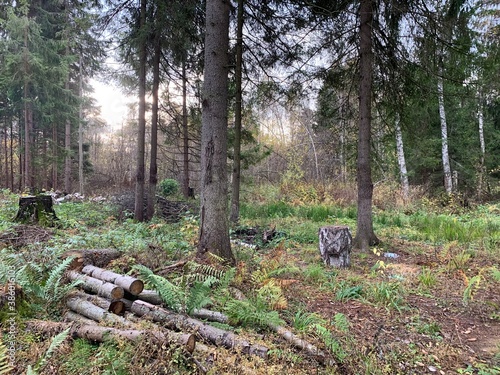 trees in the forest