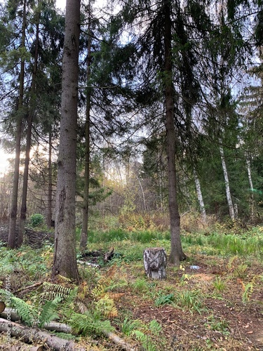 trees in the forest