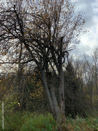 trees in the forest