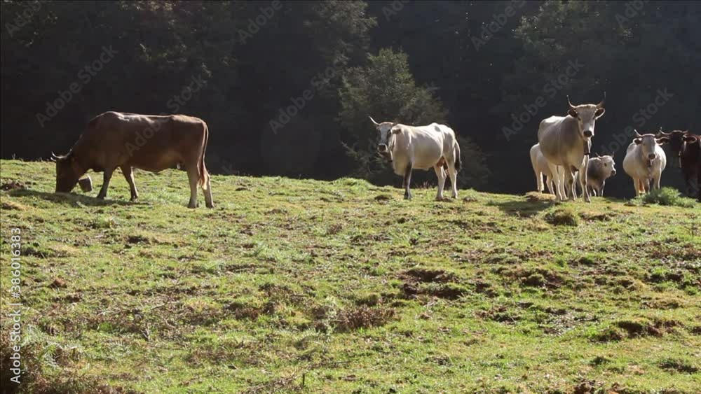 Podolic cows on the pasture on a sunrise Podolic cows on the pasture on a sunrise