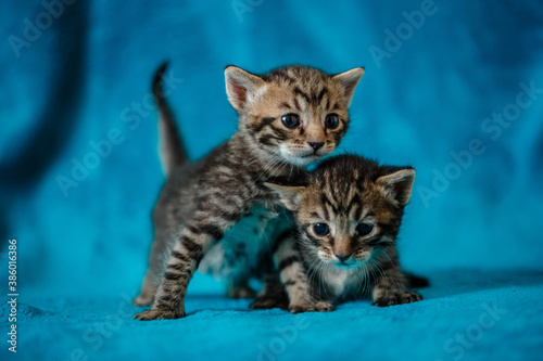 two kittens play on a blue blanket © popovatetiana