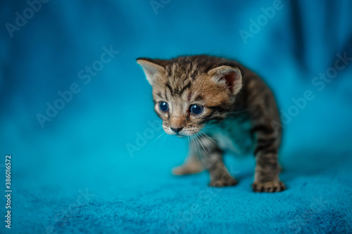 one gray strip a beautiful little kitten, playing on a blue background,