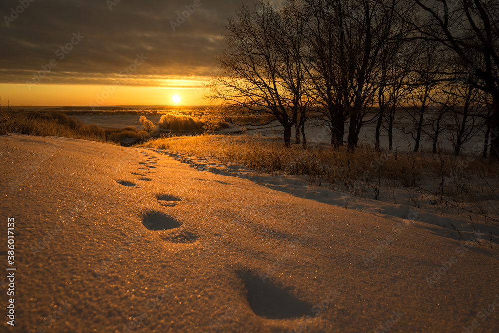 Fototapeta premium footprints in the snow