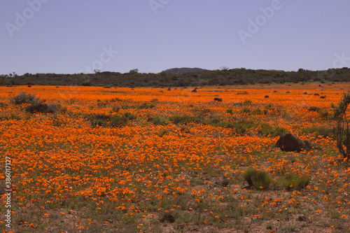 Namaqualand Orange Flowers