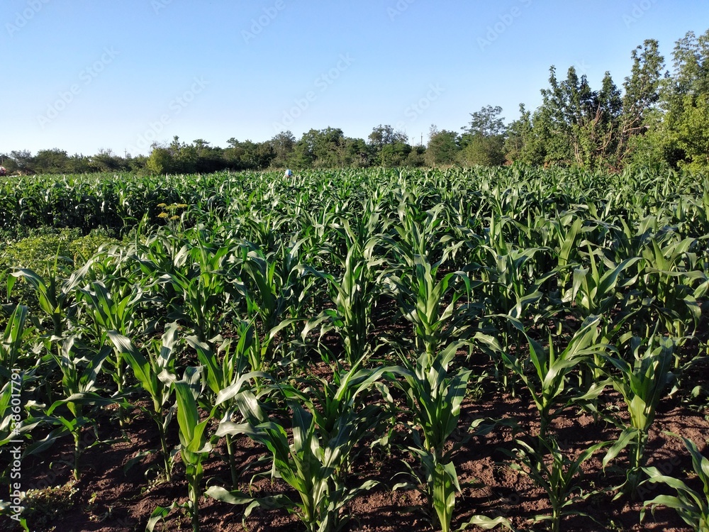 field of corn