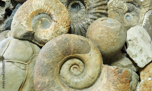 background - ammonite shells and other paleontological and geological specimens are heaped