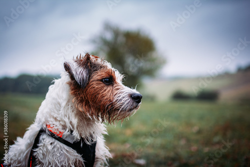 Cute Portrait of Parson Russell Terrier in Orange Pulling Harness photo