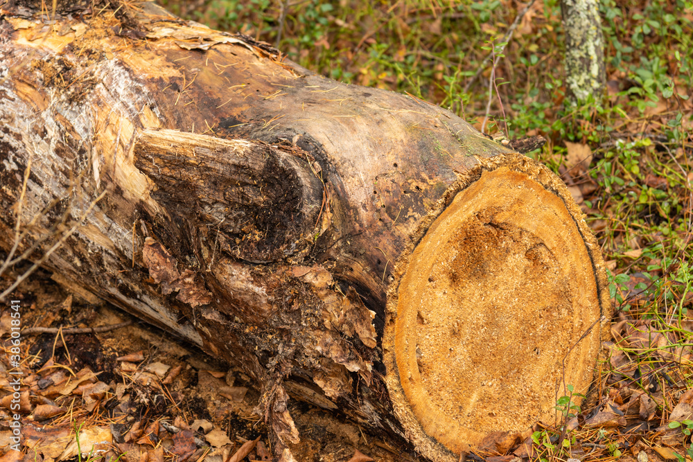 Sawn tree, with texture in the forest,taiga Redi plants,grass, foliage
Sawn tree, with texture in the forest,taiga Redi plants,grass, foliage