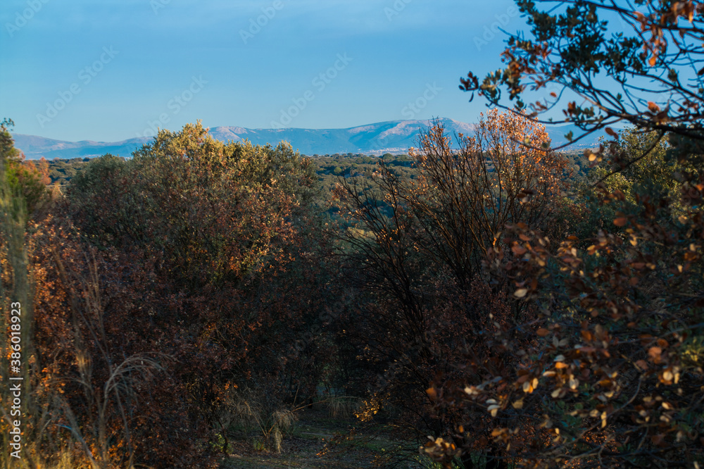 Fototapeta premium krajobraz widok drzewa niebo natura jesień