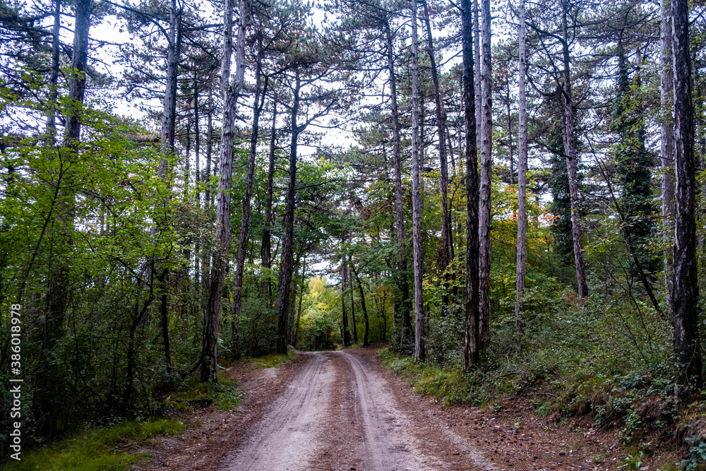 bicycle path in green forest 