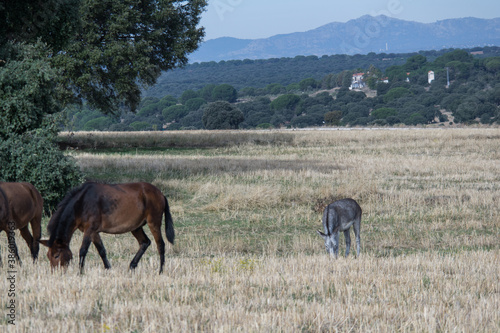 osio   zwierze pole natura   eb uszy