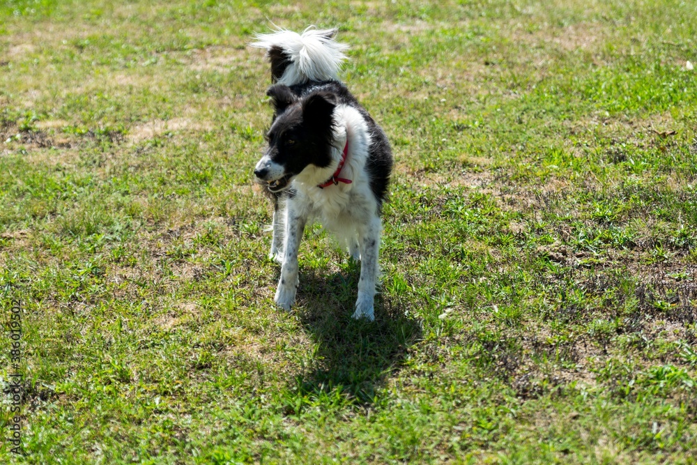 portrait of border collie dog in the grass portrait of border collie dog in the grass