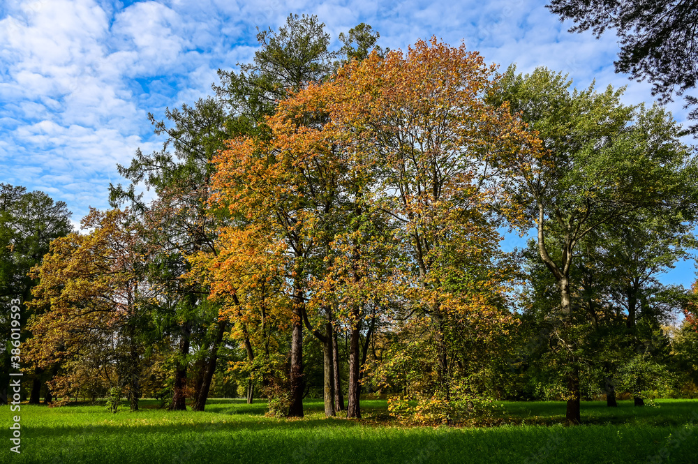 Naklejka premium Majestic particolored forest with sunny beams. Natural park. Dramatic unusual scene. Red and yellow autumn leaves. Beauty world.