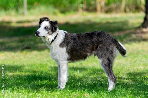 portrait of australian shepherd dog