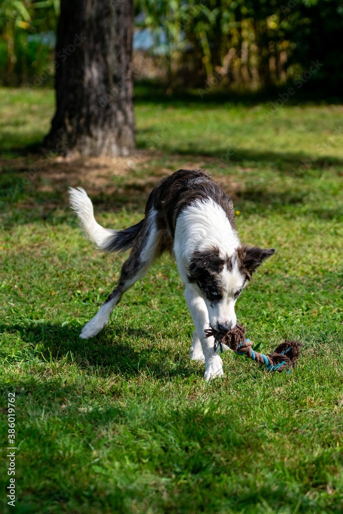 portrait of australian shepherd dog portrait of australian shepherd dog