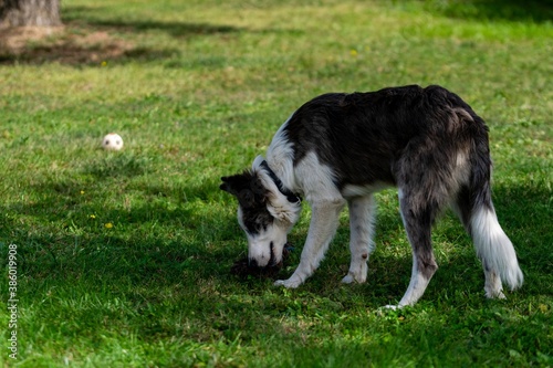 portrait of australian shepherd dog