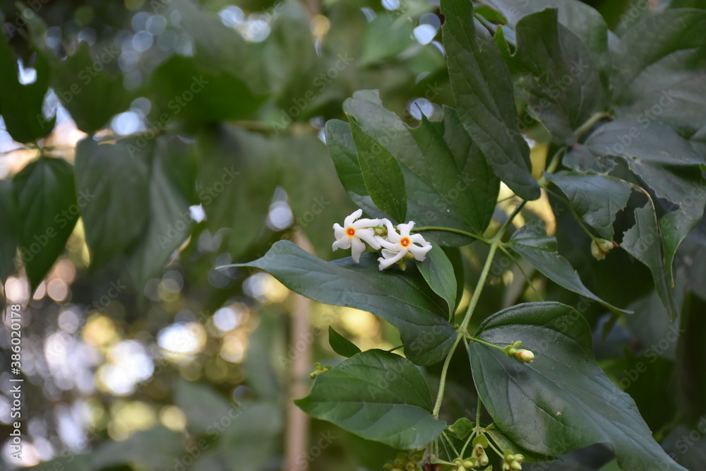 Night flowering jasmine or Parijat or hengra bubar or Shiuli is a species of Nyctanthes native to South Asia and Southeast Asia in nature Night flowering jasmine or Parijat or hengra bubar or Shiuli is a species of Nyctanthes native to South Asia and Southeast Asia in nature