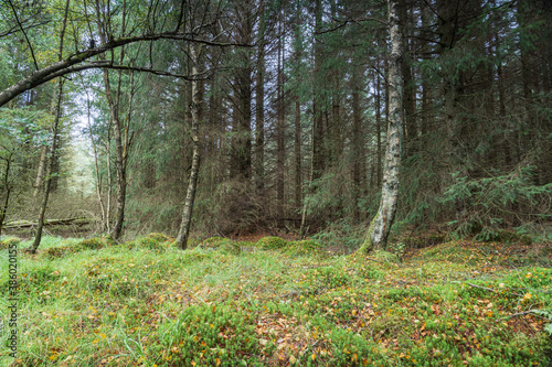 An autumnal landscape HDR image of moss covered ground in Kielder Forest in Northumberland, England.