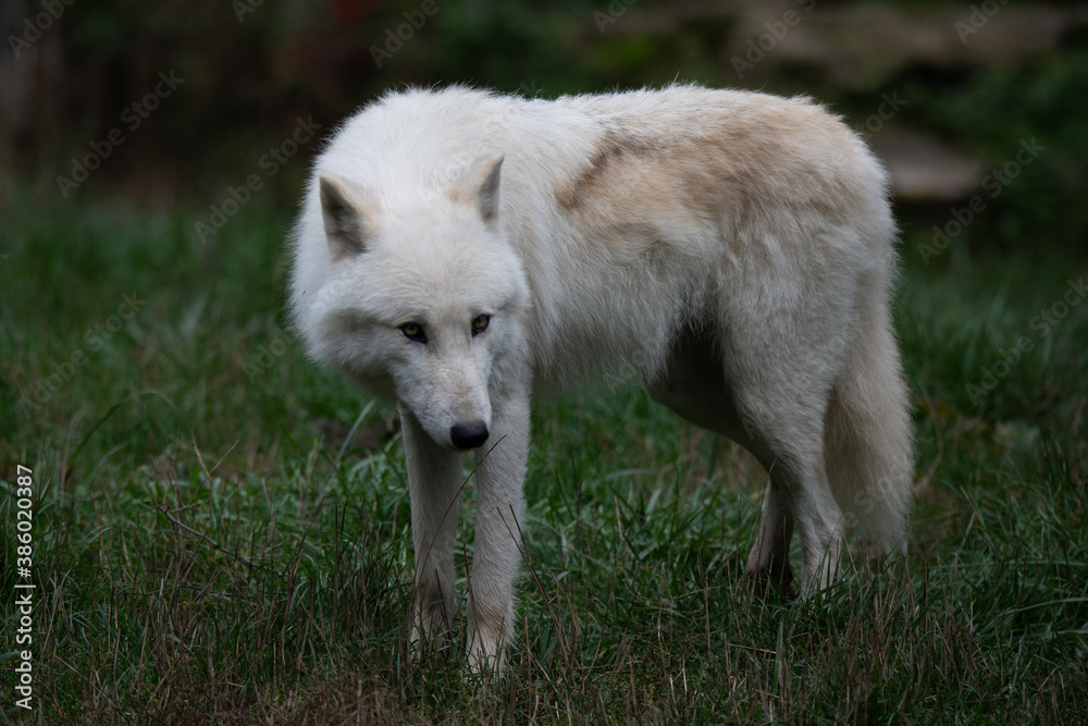 Loup blanc 6/7 Loup blanc 6/7