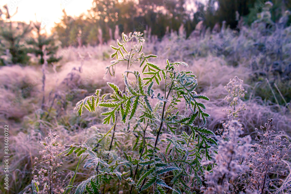 Obraz premium Green grass in hoarfrost at dawn. Early autumn.