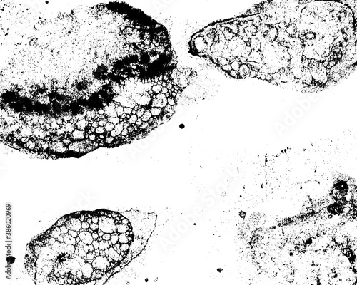 Vector grunge texture 86