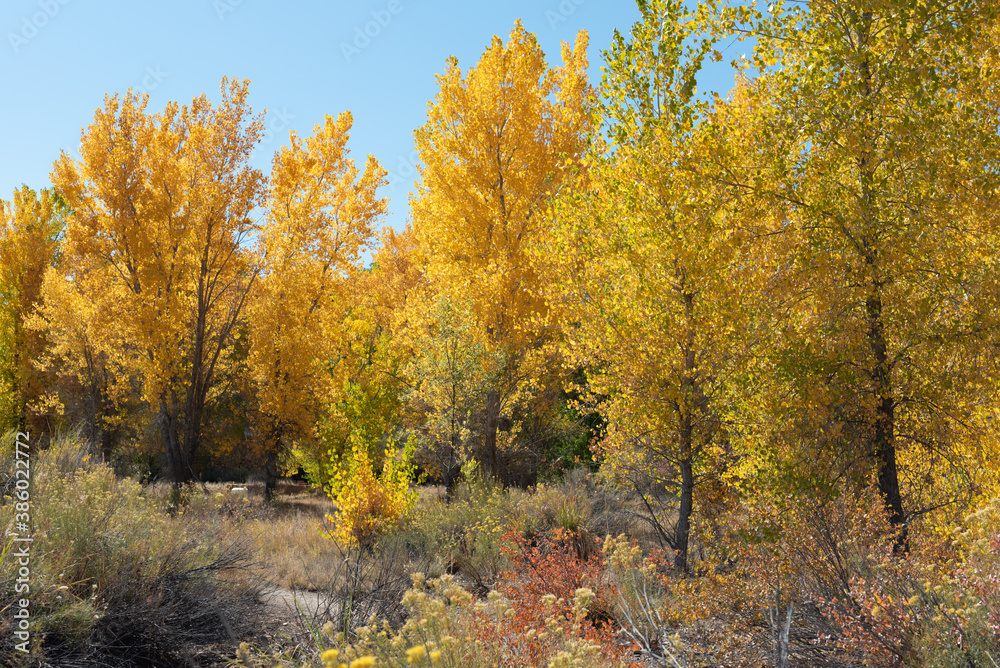 Young cottonwood stand in western Colorado with fall colors