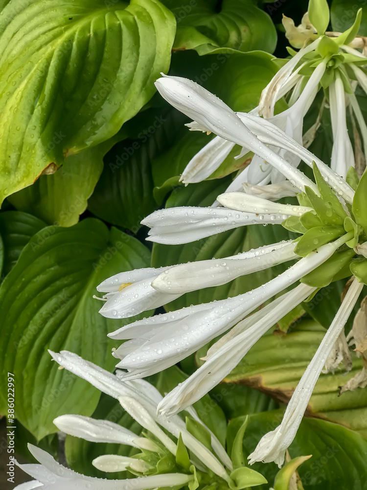 Obraz premium green leaves